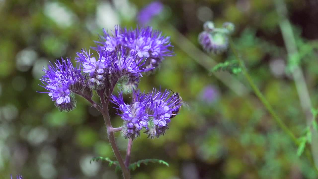 primer plano de una abeja recogiendo néctar de una flor silvestre púrpura