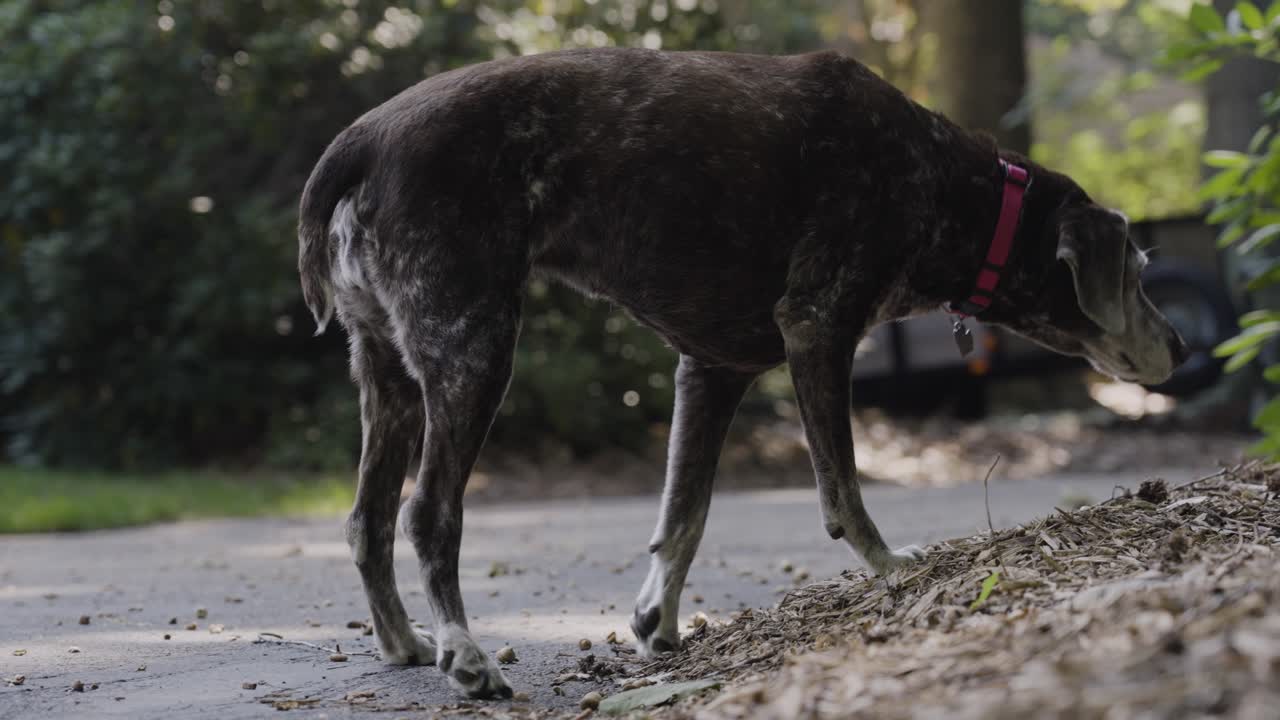 An old hunting dog goes slightly on point in late summer