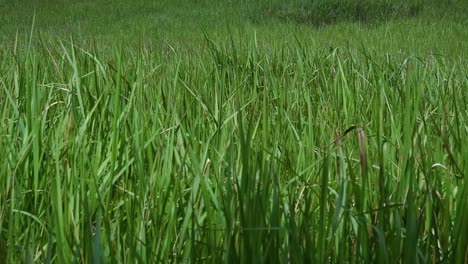 a perennial grass native to tropical and subtropical asia and also introduced to several countries