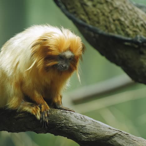 Goldener-Löwe-Tamarin-Marmoset-Auf-Ast-Sitzend-2