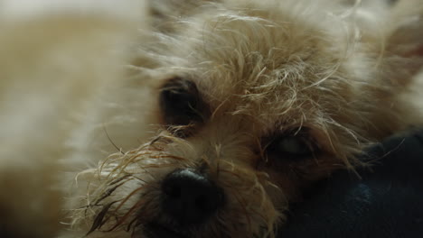 Perrito-Acostado-Y-Luciendo-Somnoliento-Con-Ojos-Brillantes