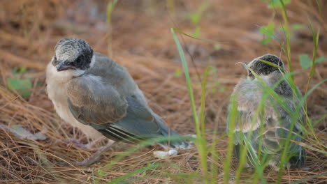 two cute azure-winged magpie chicks nestled among pine needles and grass, showcasing nature's beauty as they hop on ground