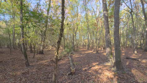 gimbal-sliding-forward,-very-smooth-through-the-forest-Colorful-autumn-in-the-mountain-forest-ocher-colors-red-oranges-and-yellows-dry-leaves-beautiful-images-nature-without-people