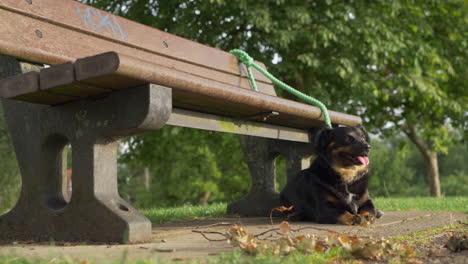 a happy dog, tied to a park bench, waiting for its owner