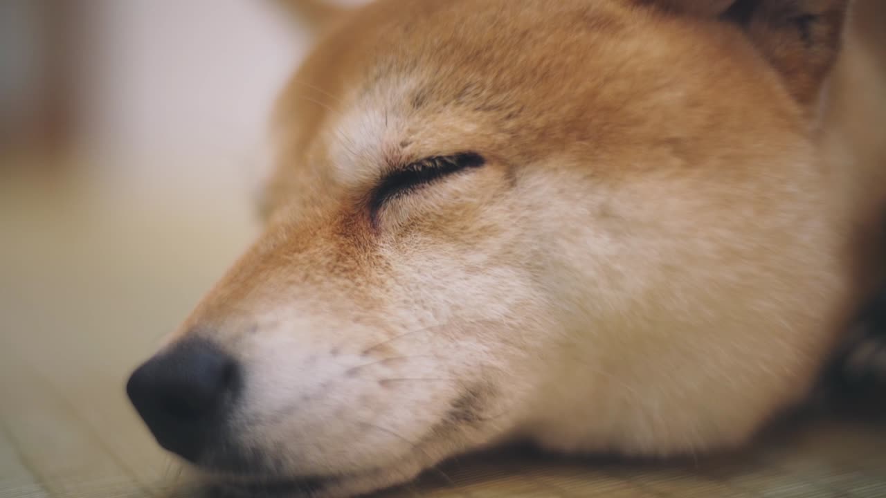 Portrait Of A Cute Shiba Inu Dog Falling Asleep On The Floor In Kyoto, Japan. - close up shot