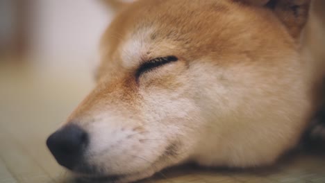 portrait of a cute shiba inu dog falling asleep on the floor in kyoto, japan. - close up shot