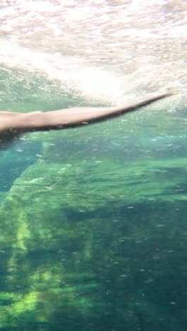 dolphin gracefully swimming in clear underwater scenery