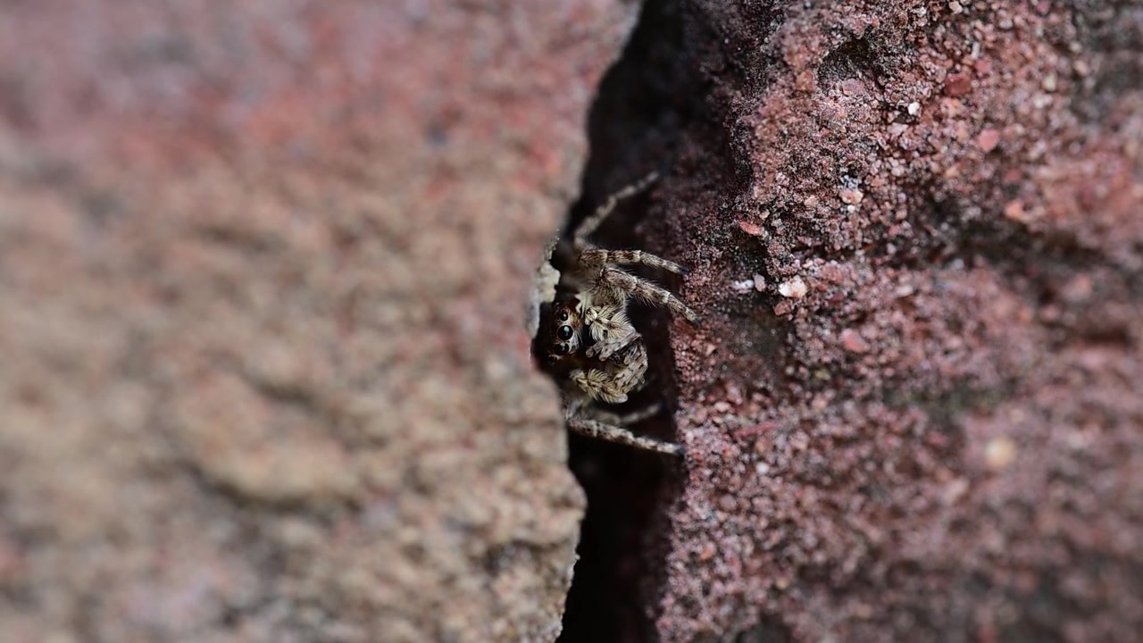 Grey wall jumping spider carries captured prey into a brick crevice for safety and feeding