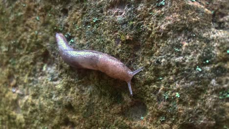 Schnecke-Bewegt-Sich-über-Einen-Felsen