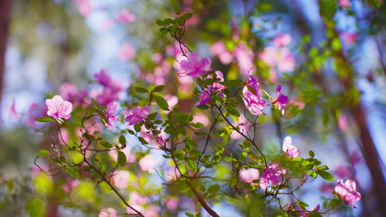Blooming pink flowers sway gently in soft spring breeze. Sunlight filters through green leaves, creating dreamy bokeh effect. Delicate petals glow under warm daylight. Ideal for scenes of renewal