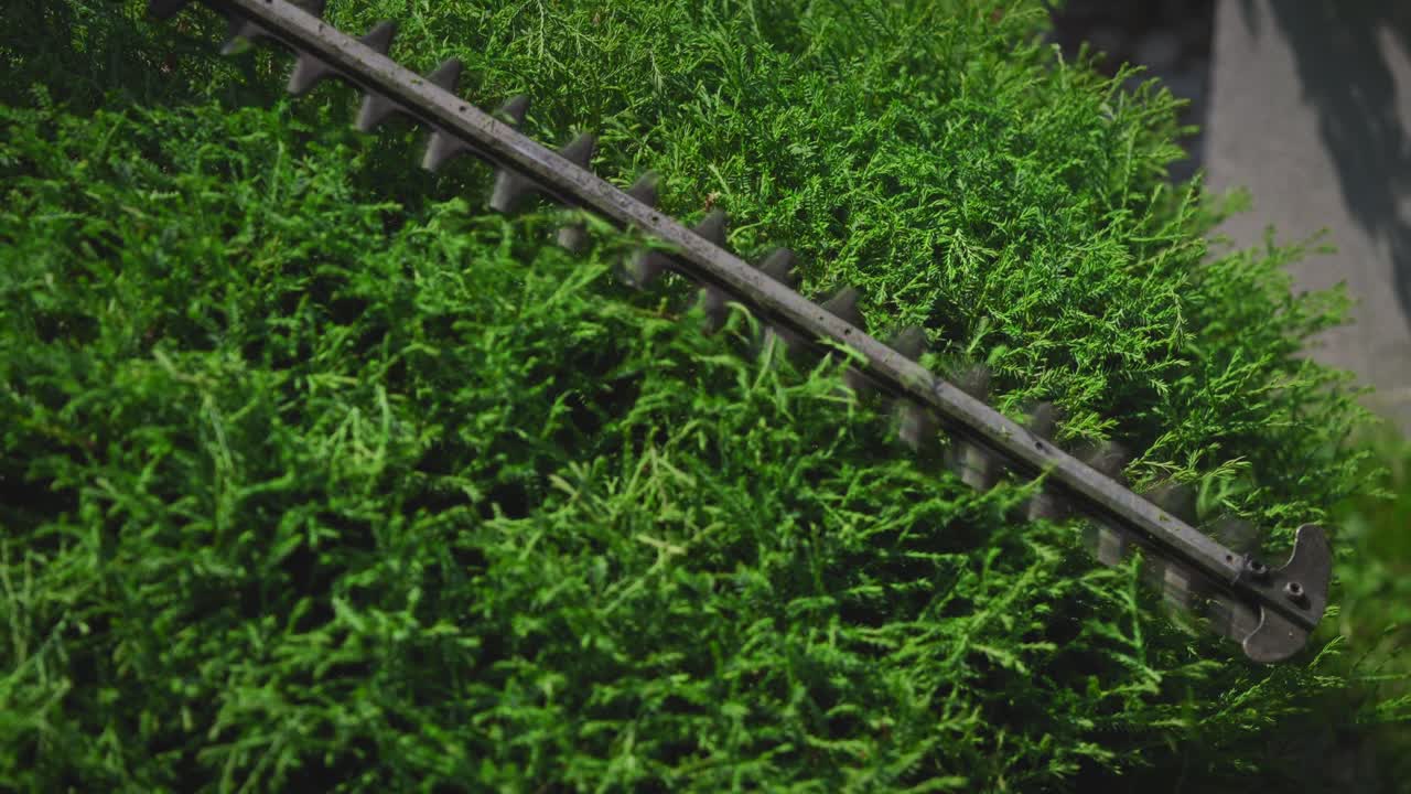 Primo piano di tagliasiepi che taglia una siepe verde