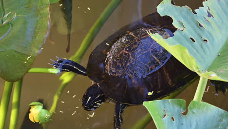 Florida-red-bellied-cooter-or-Florida-redbelly-turtle-bud,-some-fish-underneath-Everglades,-Florida