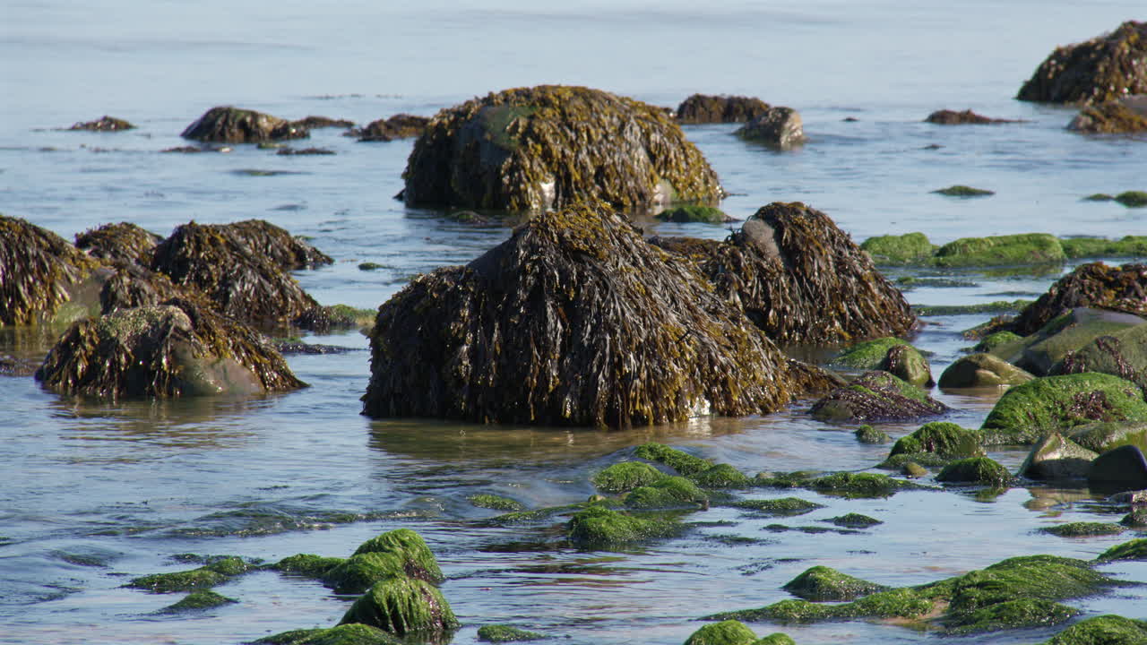 Mid shot of seaweed covered rocks at low tide on new quay beach
