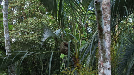 Sloth seen from the skies in the Costa Rican jungle.