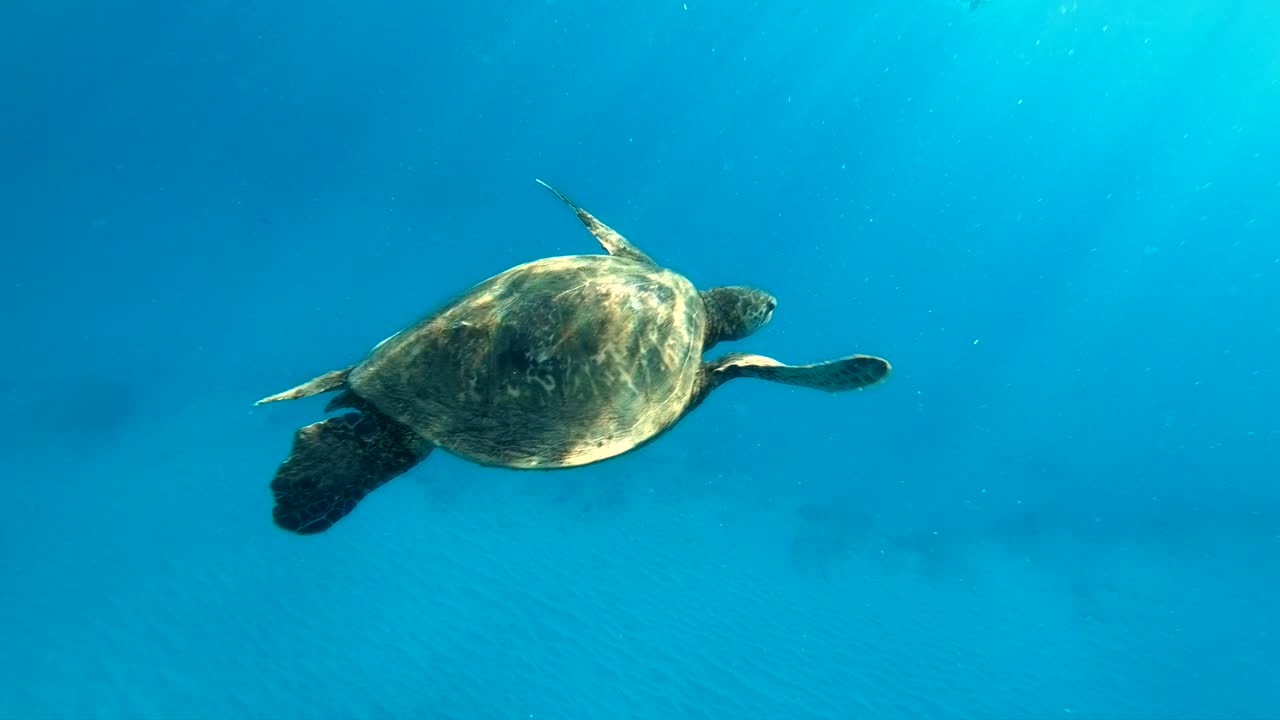 4k Slo-mo clip of a Hawaiian Sea Turtle peacefully swimming away from camera off the coast of Makua Beach on Oahu