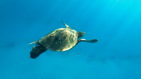 4k slo-mo clip of a hawaiian sea turtle peacefully swimming away from camera off the coast of makua beach on oahu