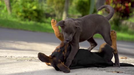 Zwei-Hunde-Kämpfen-In-Zeitlupe