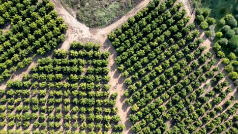 4k drone videos of rehovot winter pond- the secluded life of the rainy season- before the flood- rehovot israel