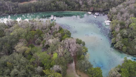 Luftaufnahme-Der-Natürlichen-Quellen-Von-Silver-Glen-Mit-Einer-Herde-Seekühe,-Die-Im-Klaren-Wasser-Schwimmen