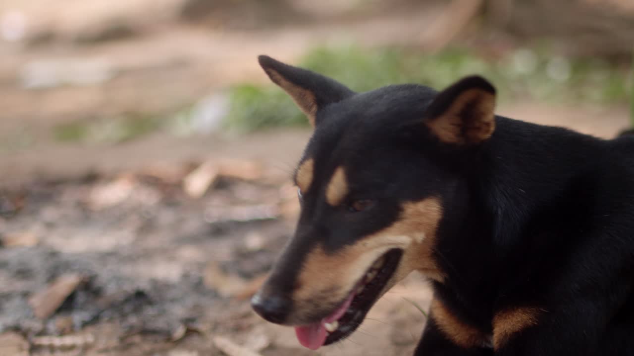perro negro protegiendo su casa. plano de cerca