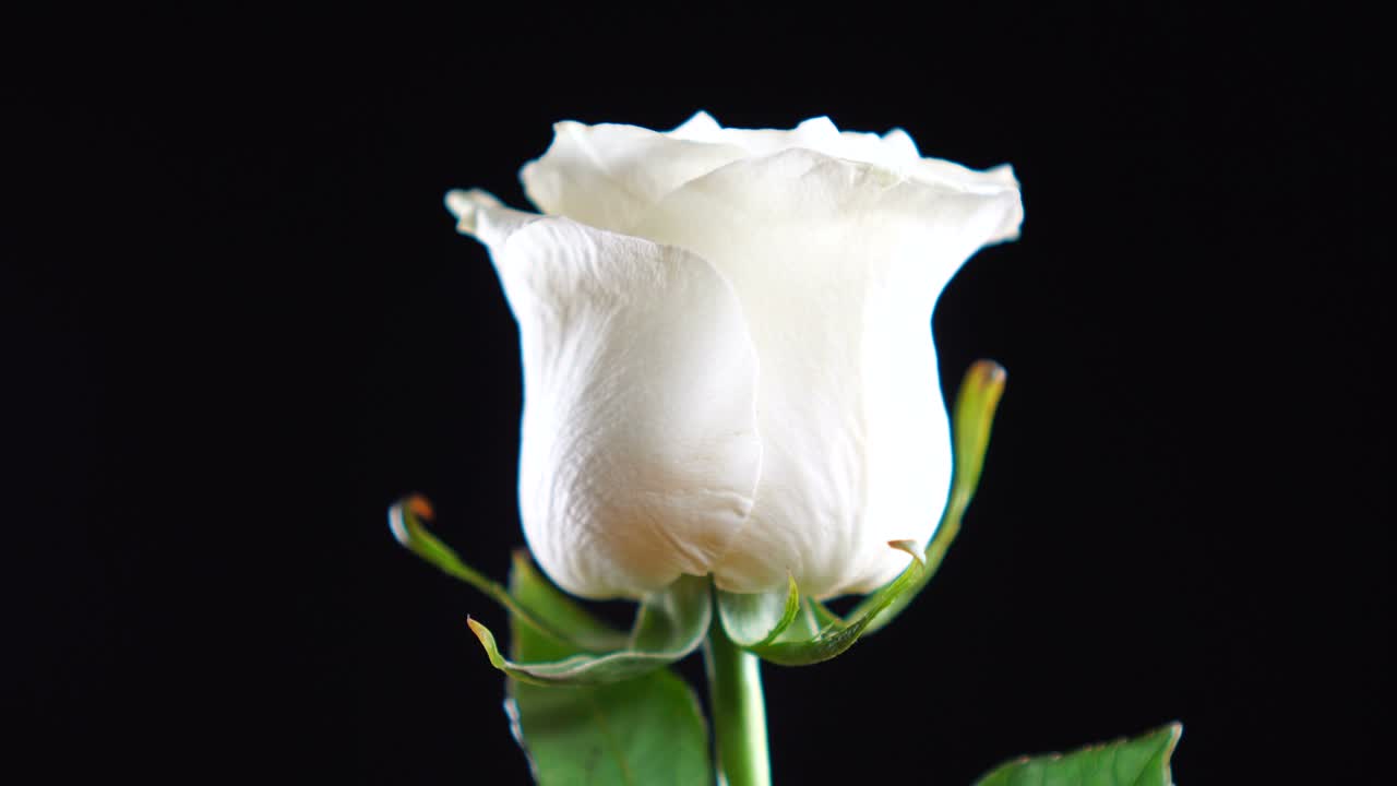 fresh white rose fast rotating on black backdrop.