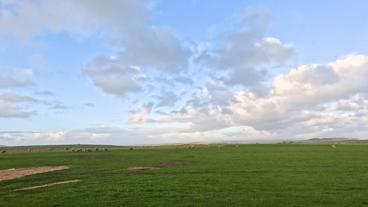 ovejas pastando en un campo verde y exuberante