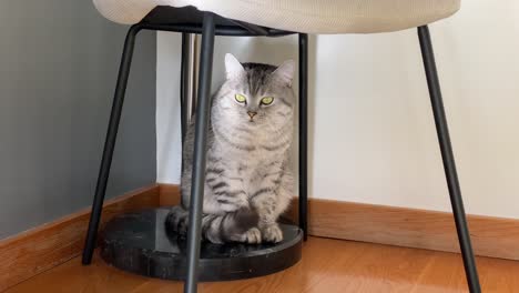 loving cat looking around under the wooden chair