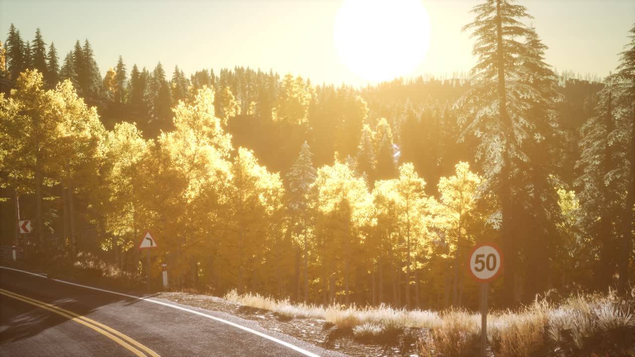해가 뜨는 태양빛 아래의 숲