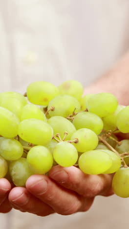 smiling winegrower presenting green grapes