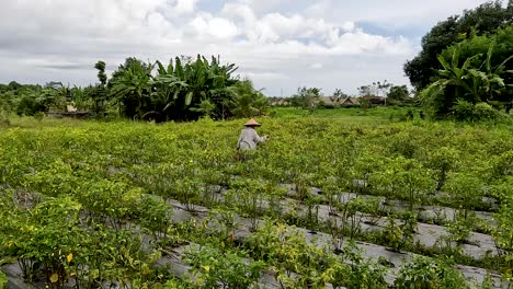 asian farmer tending rice plants in paddy plantation, view from behind