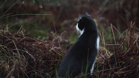 black and white cat outside in dark forest in autumn, exploring