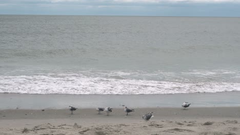 Las-Gaviotas-Se-Alinean-Al-Borde-De-La-Marea-En-Ocean-Island-Beach,-Nc