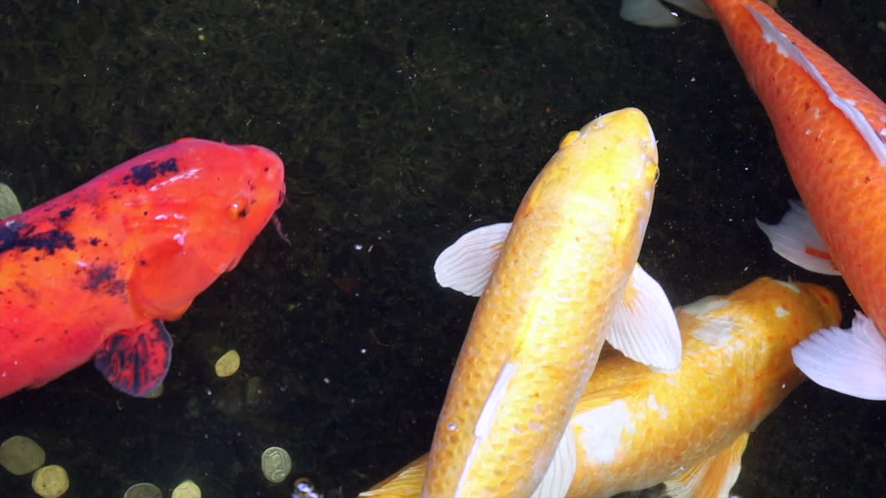 cerca de peces koi nadando en un estanque
