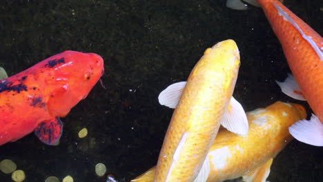 Close-up-of-Koi-fish-swimming-in-a-pond