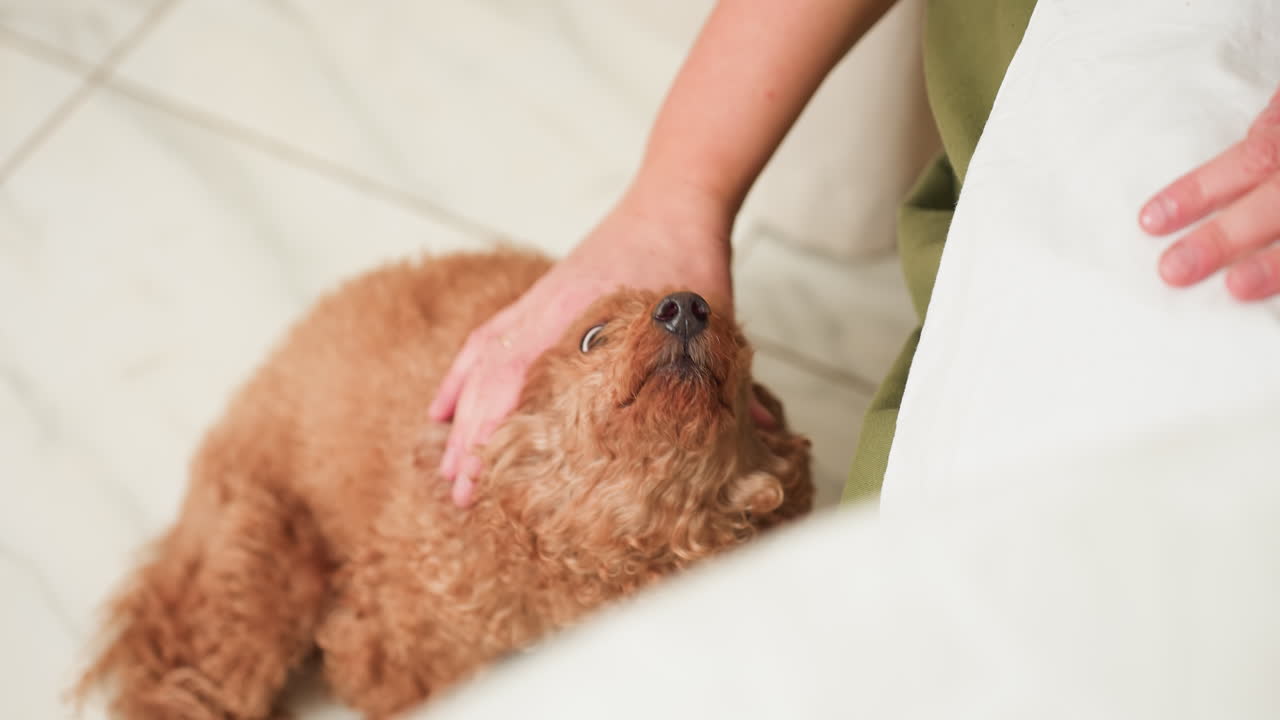 Small fluffy brown dog receiving gentle head rub from owner seated close by on tiled floor, eyes half closed in relaxed expression, conveying comfort, trust, and warmth in quiet home moment
