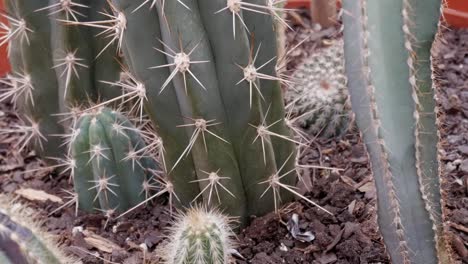 zoom in view of the base of the cactus in the soil of the pot. indoors