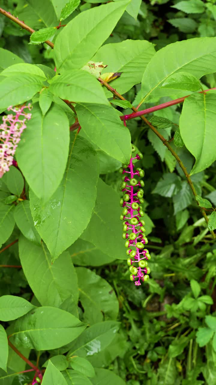 Primer plano vertical de fitolaca americana (Phytolacca americana) entre el follaje verde