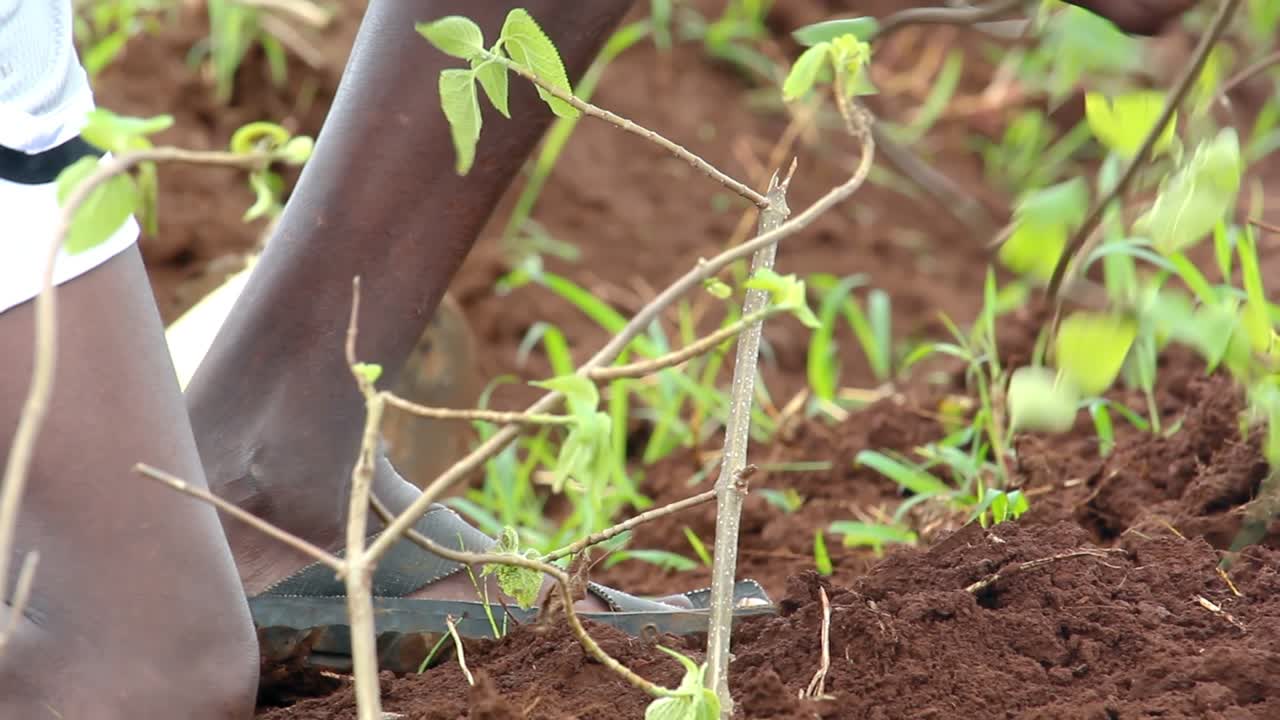 Bonde planter et træ på gården