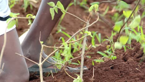 Farmer planting a tree at the farm