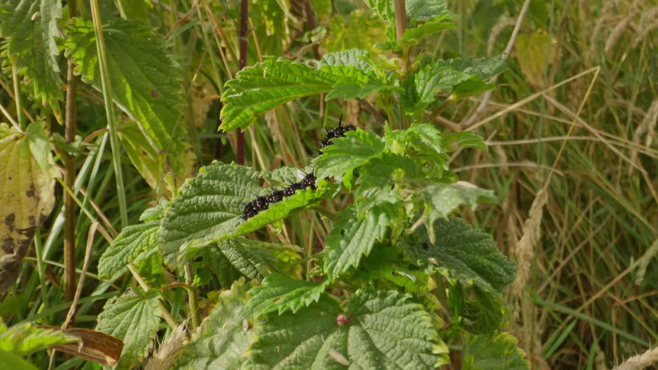 Caterpillar crawling across nettle leaf, visible between leafy shadows, smooth pullback focus establishing