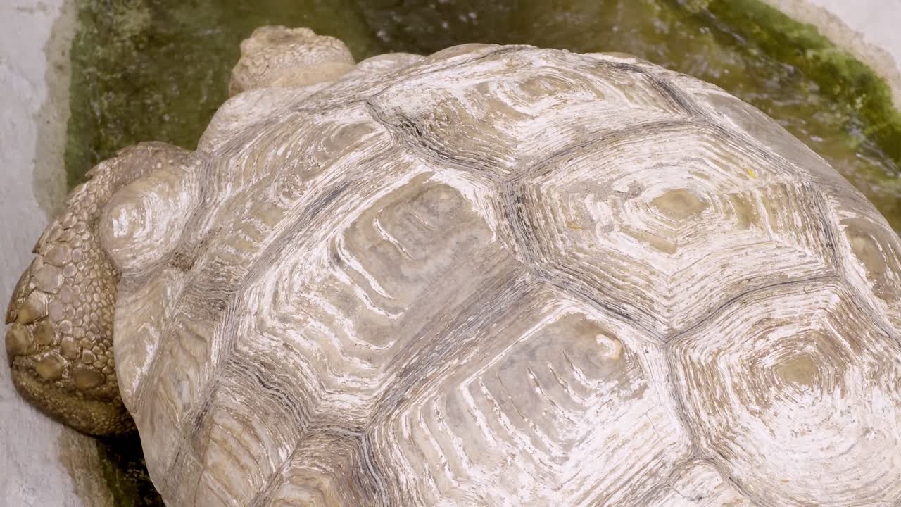 Explore serene life of a turtle in its coastal habitat through stunning wildlife