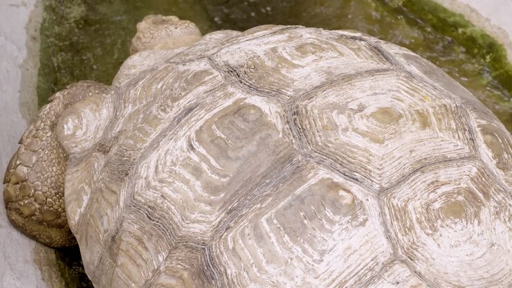 Explore serene life of a turtle in its coastal habitat through stunning wildlife