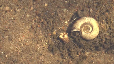 Seashell in river water