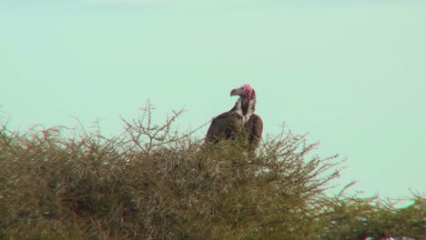 an african vulture sits in a tree