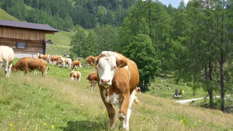 cow walking towards the camera on a meadow in the austrian alps