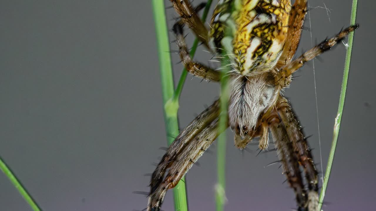 Close-up Of Aculepeira Ceropegia, An Oak Spider Orb-weaving Species