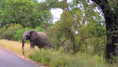 Bush-elephant-walks-across-road-from-deep-thick-vegetation-kruger-national-park