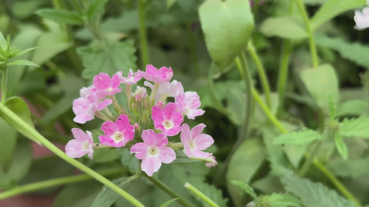 closeup of white and lavender mix Verbena flower, also known as Verbena canadensis is a perennial herbaceous flowering plant in the verbena family with showy pink to purple flowers