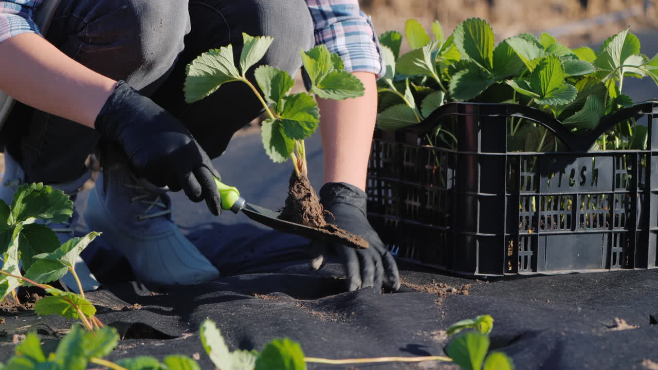 Un agriculteur plante des fraises sur agrofibre. Produits biologiques