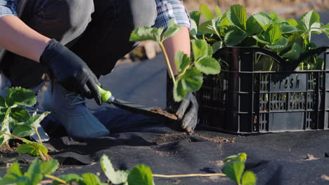 Ein-Bauer-Pflanzt-Erdbeeren-Auf-Bio-Agrofaserprodukten